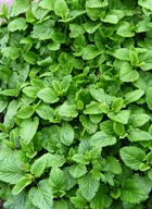 Lemon Balm (Melissa) Infused in Abyssinian oil