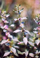 CORNMINT ORGANIC ESSENTIAL OIL