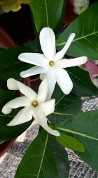 MONOI DE TAHITI