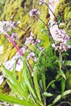 SPIKENARD ESSENTIAL OIL