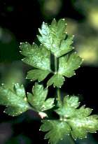 PARSLEY ESSENTIAL OIL