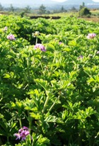 GERANIUM, ROSE ESSENTIAL OIL