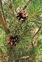 PINE, SCOTCH ESSENTIAL OIL