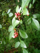 PRICKLY ASH BERRY ESSENTIAL OIL