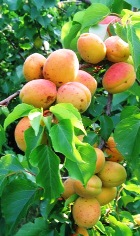 Apricot Kernel Oil