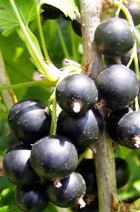 Black Currant Seed Oil