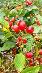 Rosehip Seed Oil