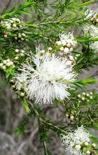 ROSALINA ESSENTIAL OIL