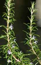 ROSEMARY 1.8 CINEOLE ESSENTIAL OIL