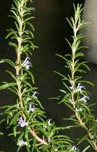 ROSEMARY ESSENTIAL OIL