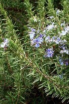 ROSEMARY CAMPHOR ESSENTIAL OIL