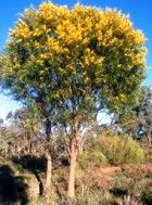 Sandalwood, Australian Hydrosol