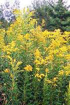 GOLDENROD ESSENTIAL OIL