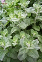 SPEARMINT ESSENTIAL OIL