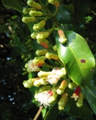 CLOVE BUD WILD ESSENTIAL OIL