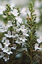 THYME, LINALOL ESSENTIAL OIL