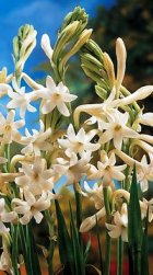 TUBEROSE FLORAL WAX