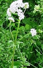 VALERIAN ROOT ESSENTIAL OIL