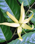 YLANG YLANG CO2