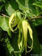 YLANG YLANG COMPLETE ESSENTIAL OIL