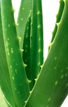 Aloe Vera Gel (liquid)