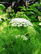 AMMI VISNAGA ESSENTIAL OIL