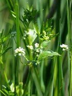 CELERY SEED ESSENTIAL OIL