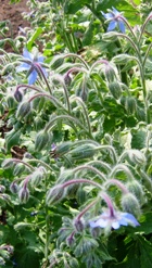 Borage Seed Oil