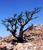 FRANKINCENSE FR ESSENTIAL OIL