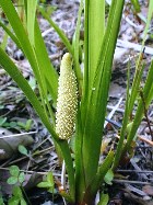 CALAMUS ROOT ESSENTIAL OIL