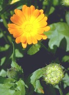 MARIGOLD CONCRETE