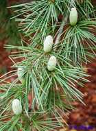 CEDARWOOD HIMALAYAN ESSENTIAL OIL