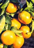 GREEN MANDARIN ESSENTIAL OIL