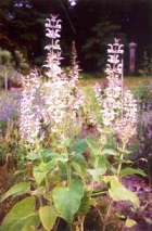 CLARY SAGE ESSENTIAL OIL