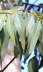 EUCALYPTUS MACARTHURI ESSENTIAL OIL