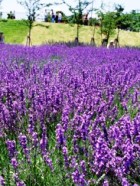 LAVENDER, SPIKE ESSENTIAL OIL