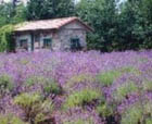 LAVENDER, PNW ESSENTIAL OIL