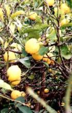 LEMON ORGANIC ESSENTIAL OIL