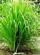 LEMONGRASS ORGANIC ESSENTIAL OIL