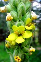 Mullein Infused Oil