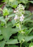 CATNIP ESSENTIAL OIL