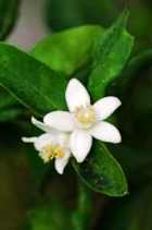 NEROLI ESSENTIAL OIL