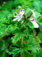 GERANIUM, ROSE ESSENTIAL OIL