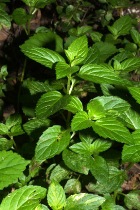 PEPPERMINT ORGANIC ESSENTIAL OIL