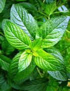 PEPPERMINT, BABY ESSENTIAL OIL