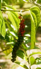 PEPPER GREEN ESSENTIAL OIL