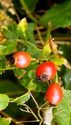 Rosehip Seed CO2, Organic