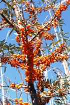 Sea Buckthorn CO2, CO