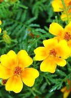 TAGETES ESSENTIAL OIL