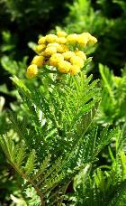 TANSY, BLUE ESSENTIAL OIL